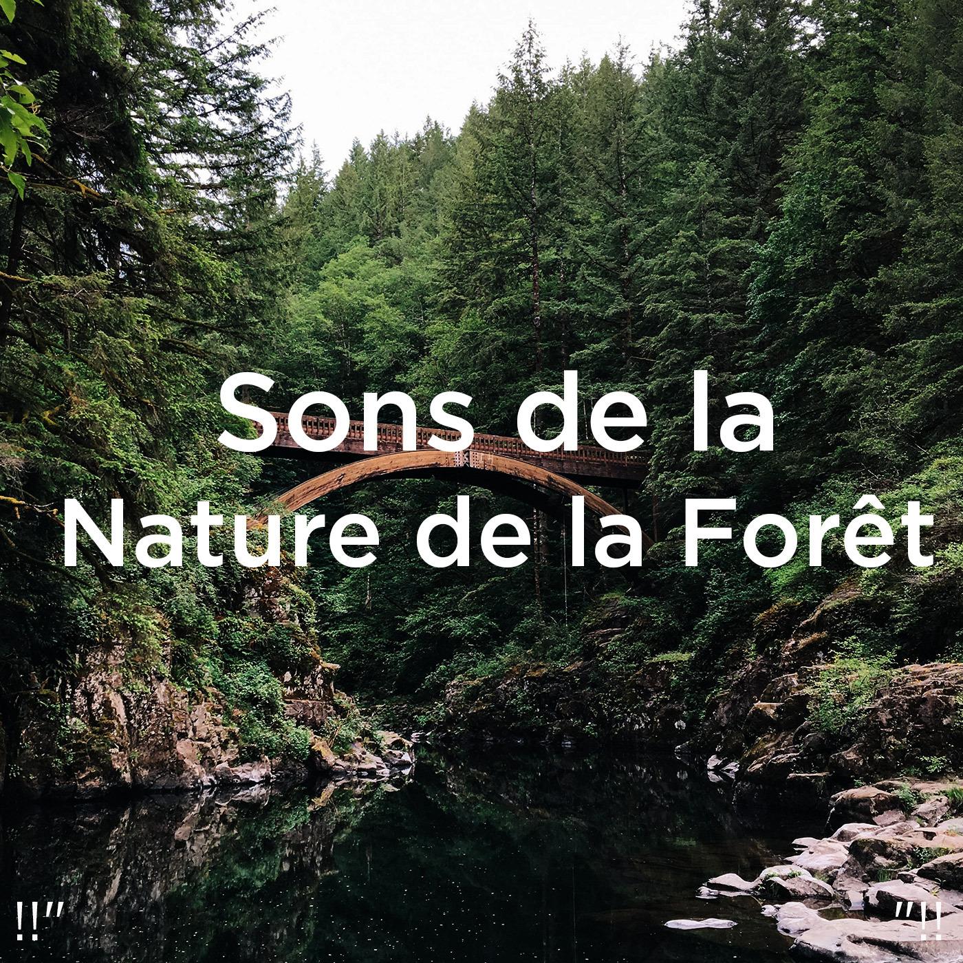 !!" Sons de la Nature de la Forêt "!!