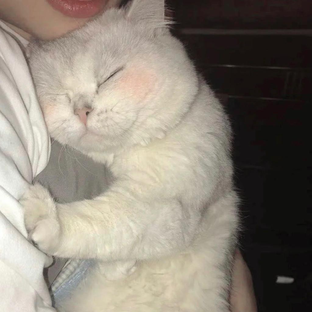 皮皮宝宝OUO