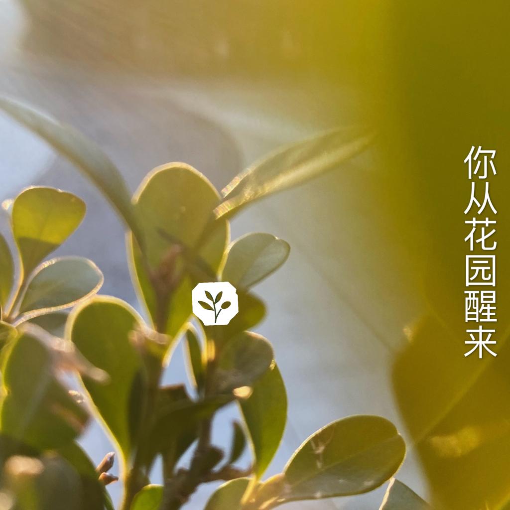 春天，你从花园醒来