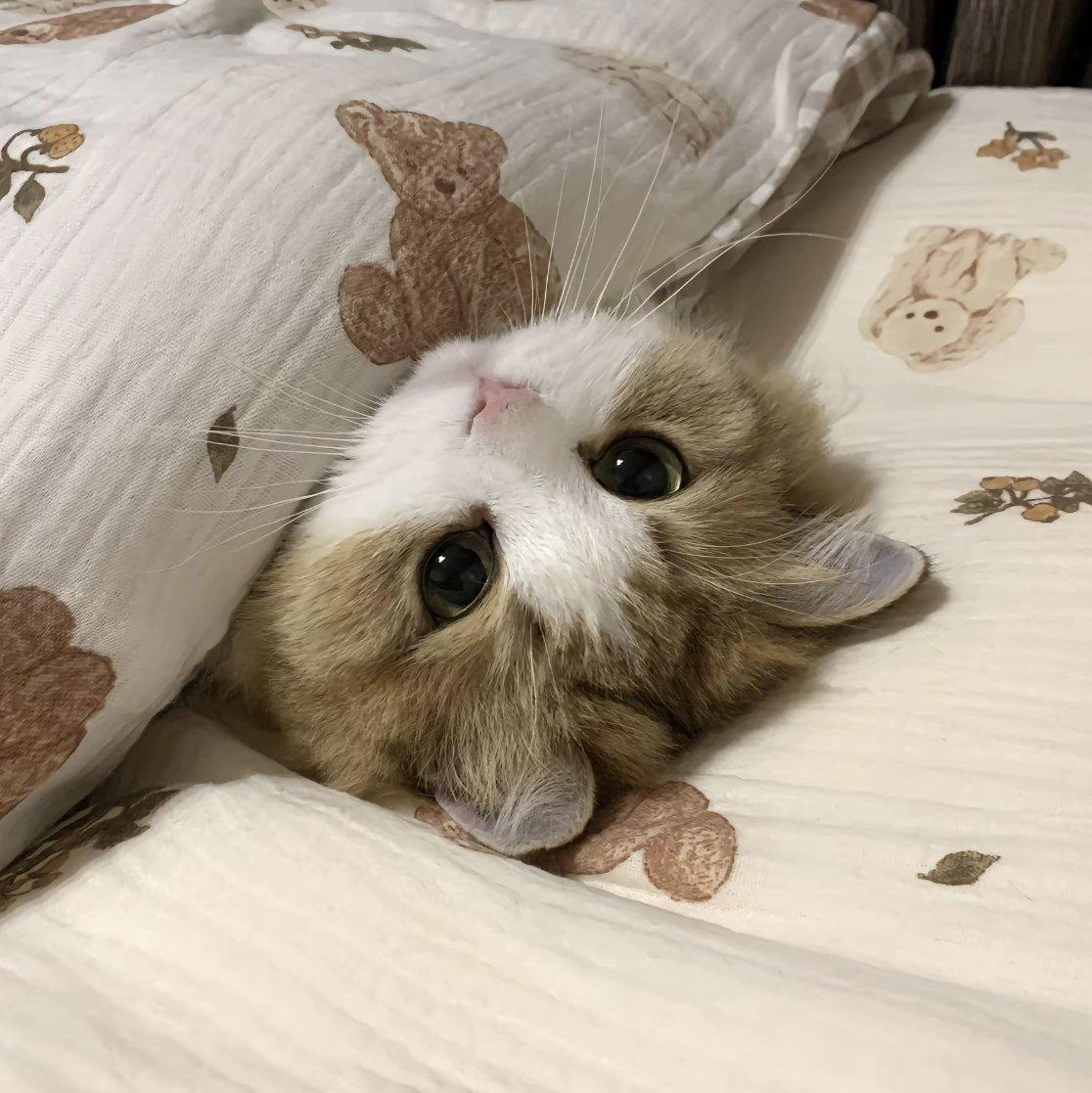 小猫坏事做尽之歌