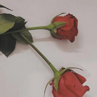 『 似清风明月 伴明月长歌 』