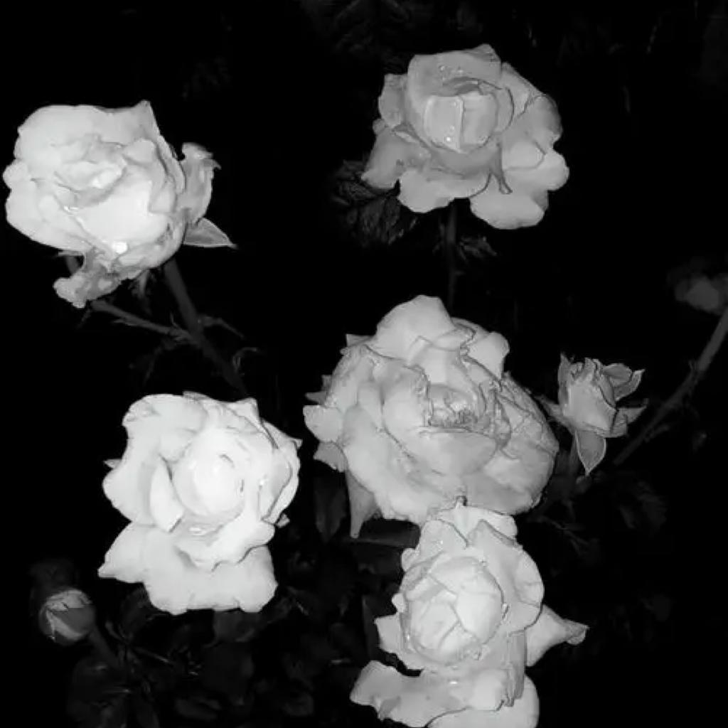 青花(热播对话版)