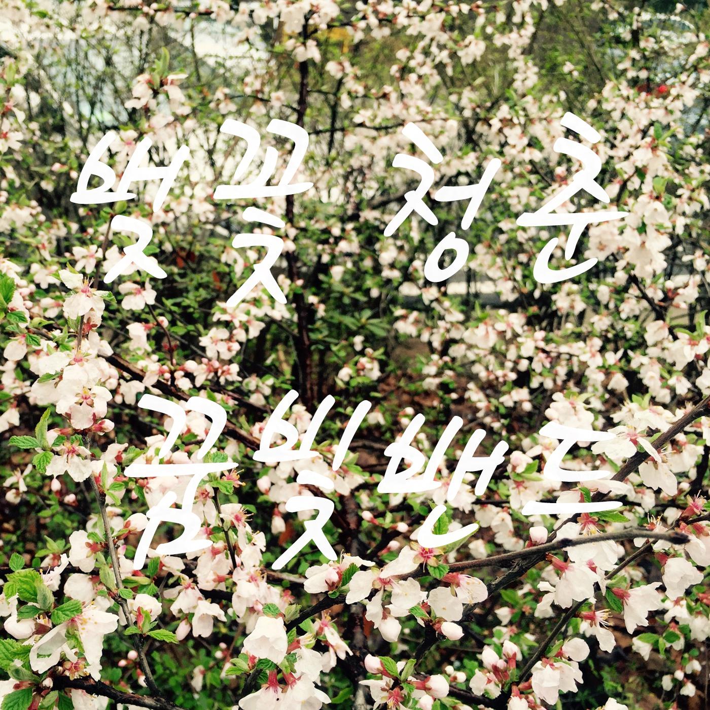 4045(樱花青春 83140393 单曲 网易云音乐