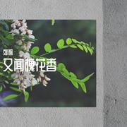 又闻槐花香