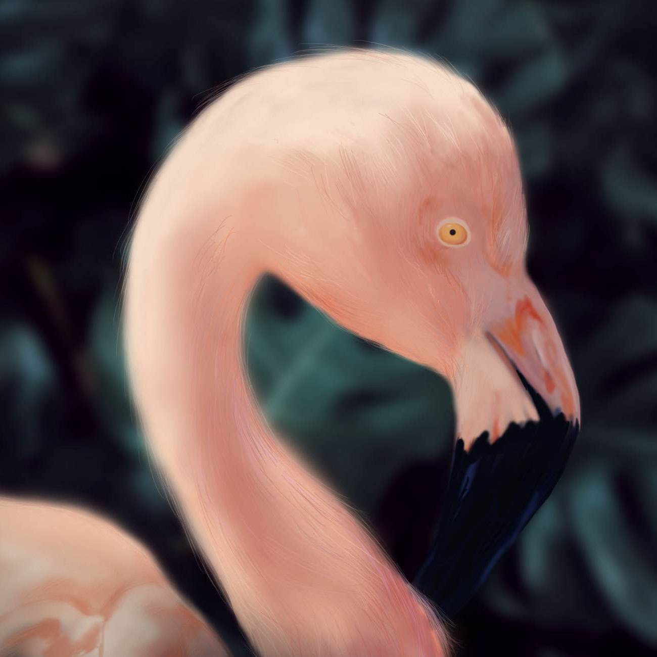 芭蕉桑basyou - Flamingo