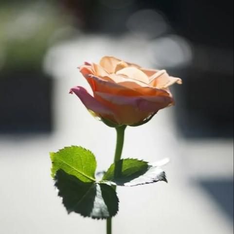 先说爱的人为什么先离开 田园