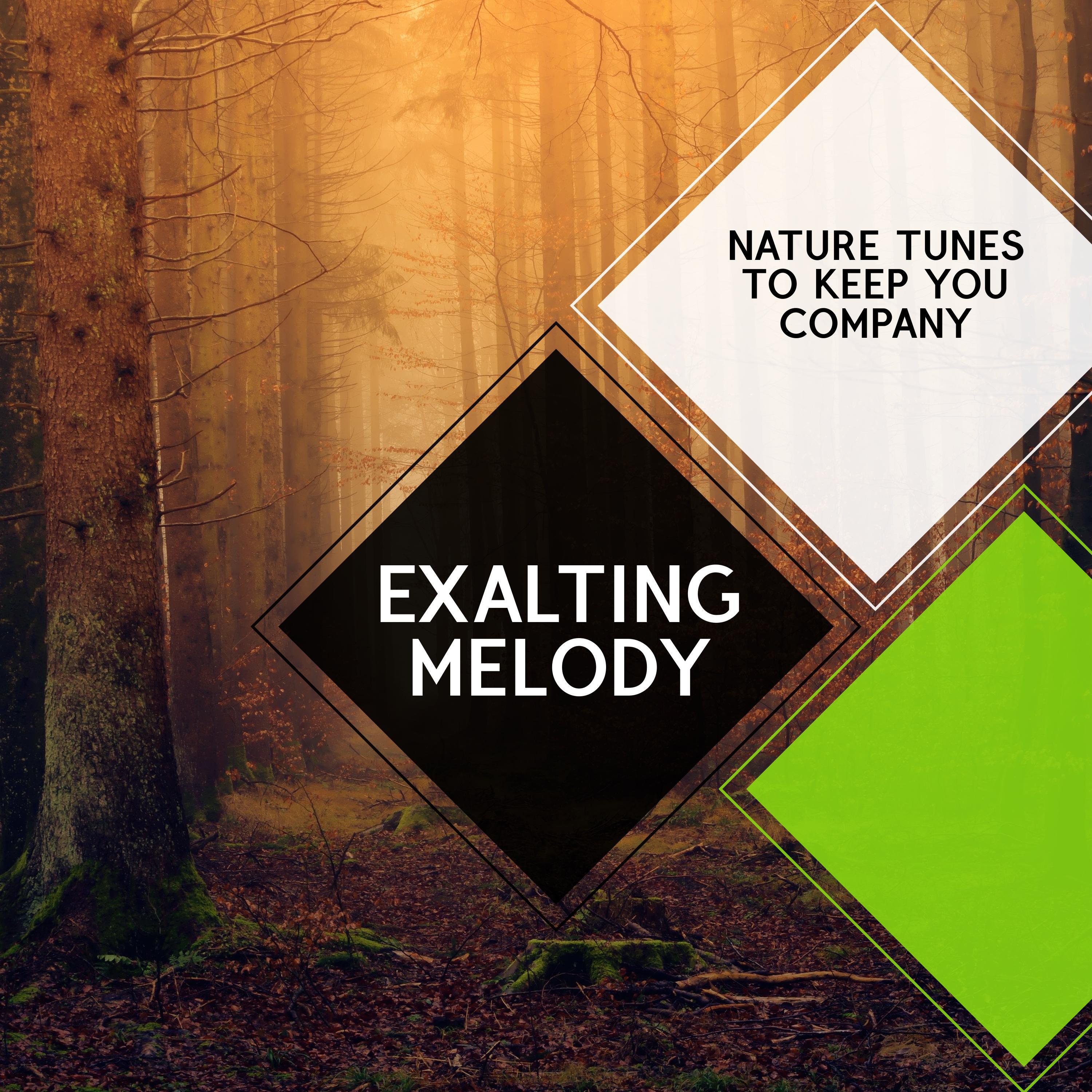 Nature Fantasy Music Studio - Finest Soft Wood Woodland