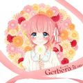 Gerbera