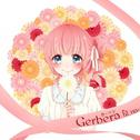 Gerbera