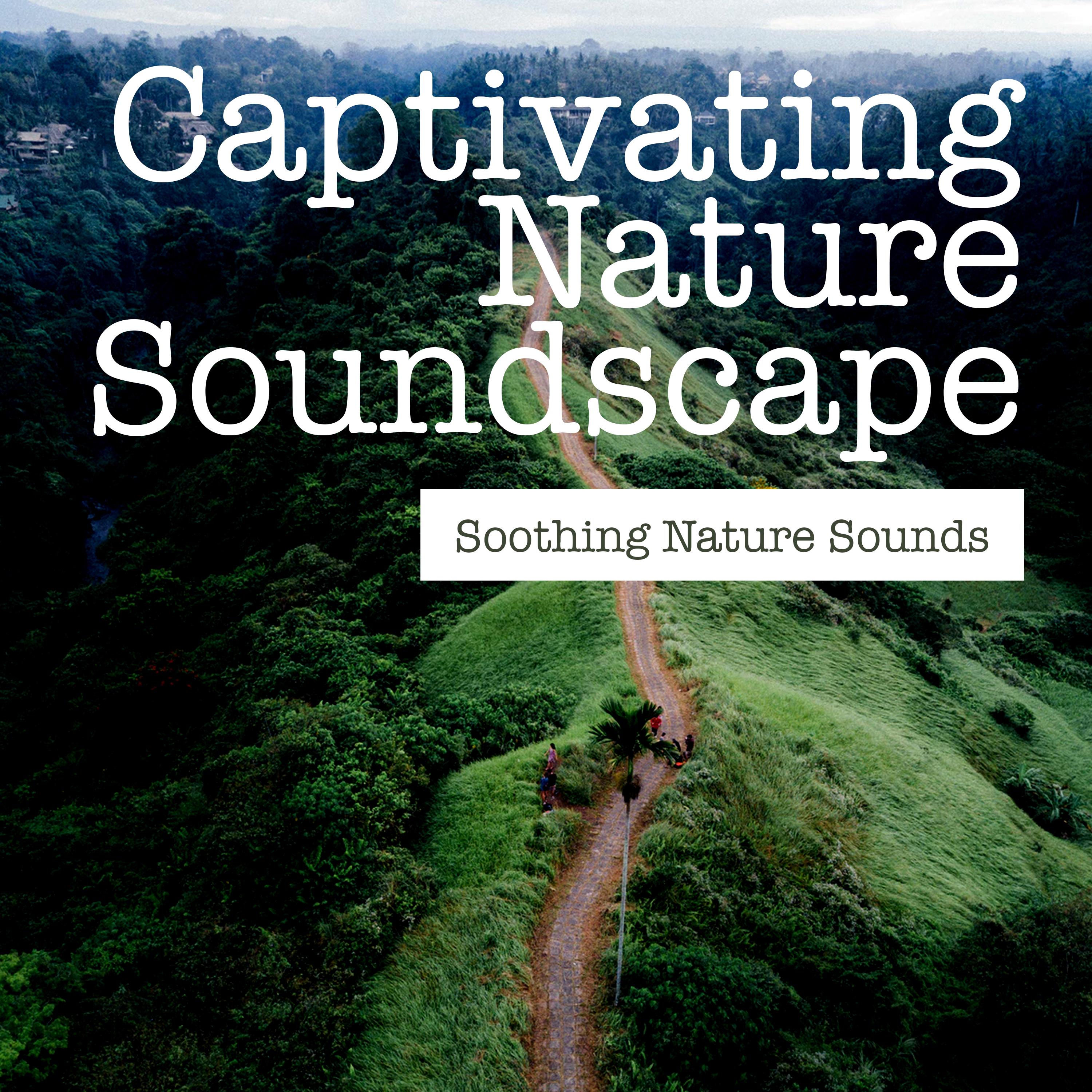 Captivating Nature Soundscape