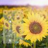 太陽と向日葵（Cover：Flower）