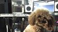 Someone Like U cover专辑