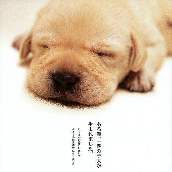 盲導犬のテーマ(フラスコ牧場)