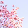 blossom