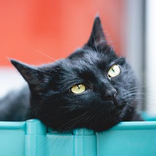 上瘾嗓音.薛之谦.老樊.豆芽.陆政延.江辰等