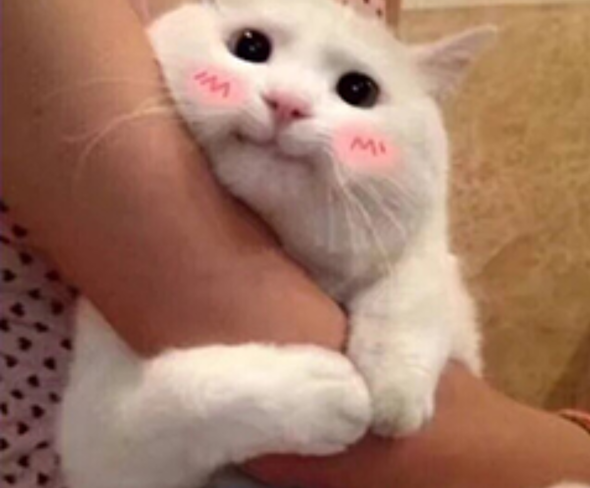 涉川（Cover 不才）