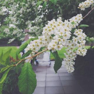 【日语】冬雪融，春日和