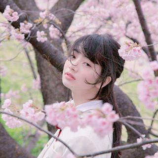 【日系温柔】你踏月而来，途经我的樱色日暮