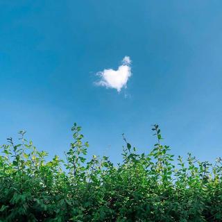 初夏丨绿树葱郁夏日漫长 深情不负大好时光