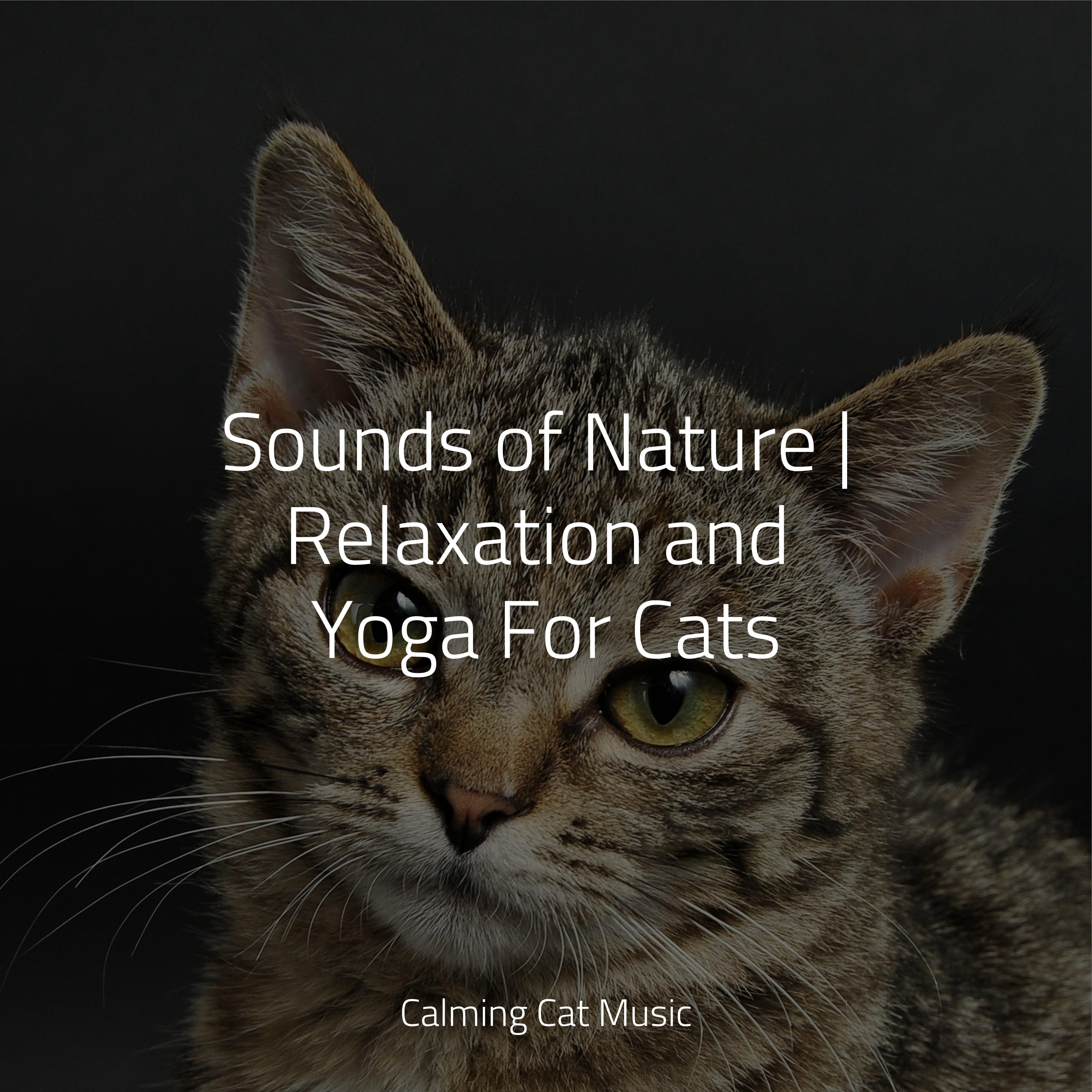 Music For Cats - Ambient Soundscape for Sleep