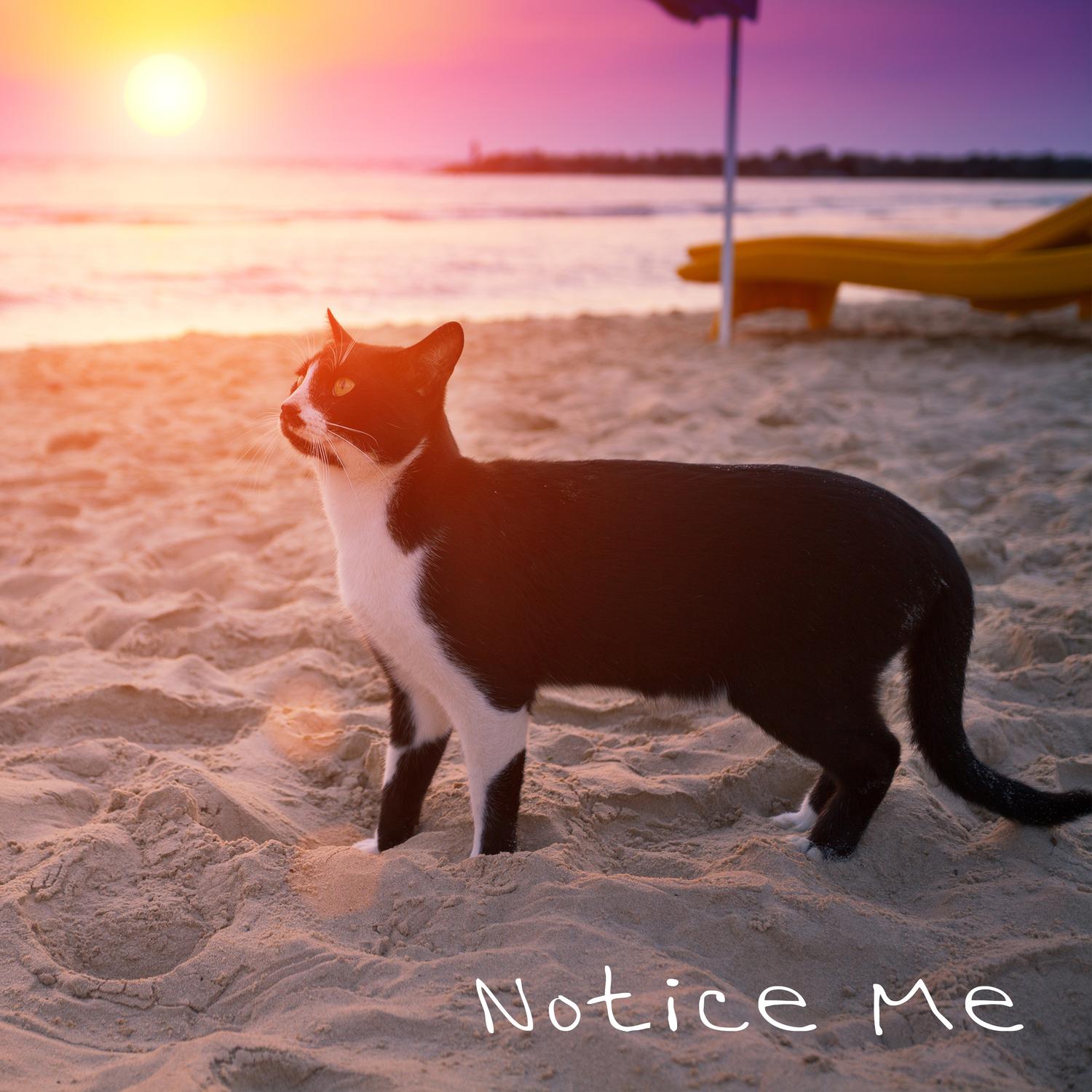 Notice Me
