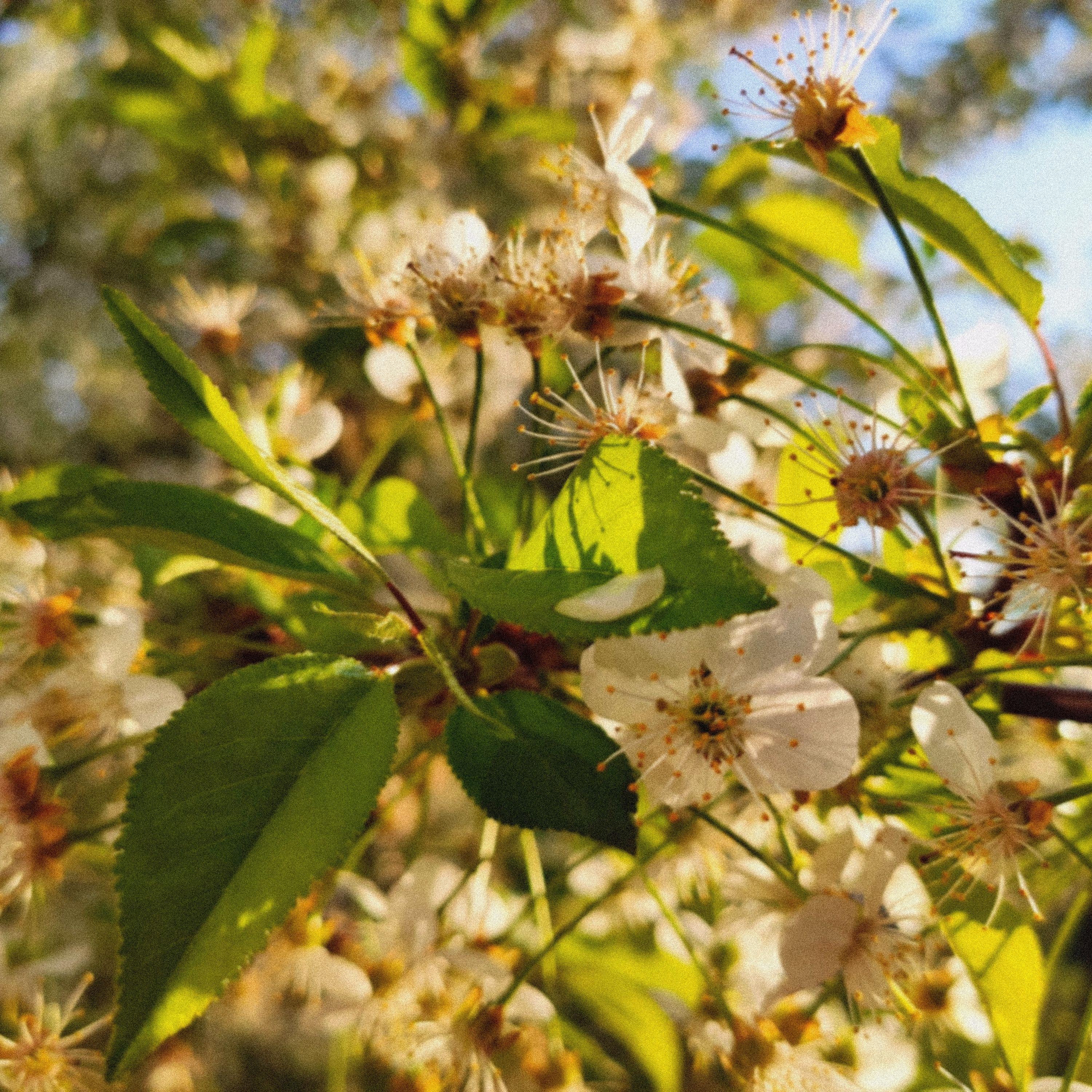 Spring Flow