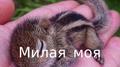 Милая моя专辑