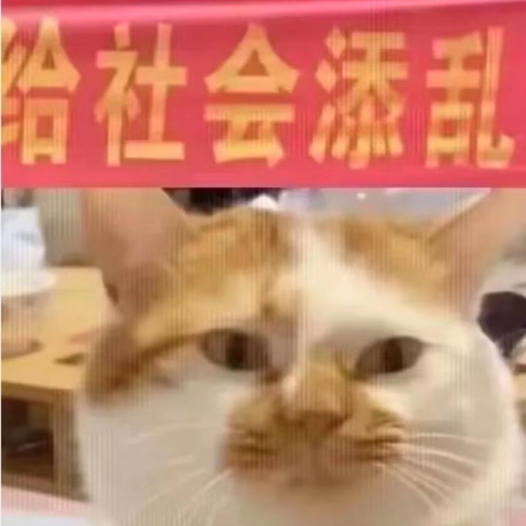 脑前额叶切除术 | 在线播放 | 网易云音乐
