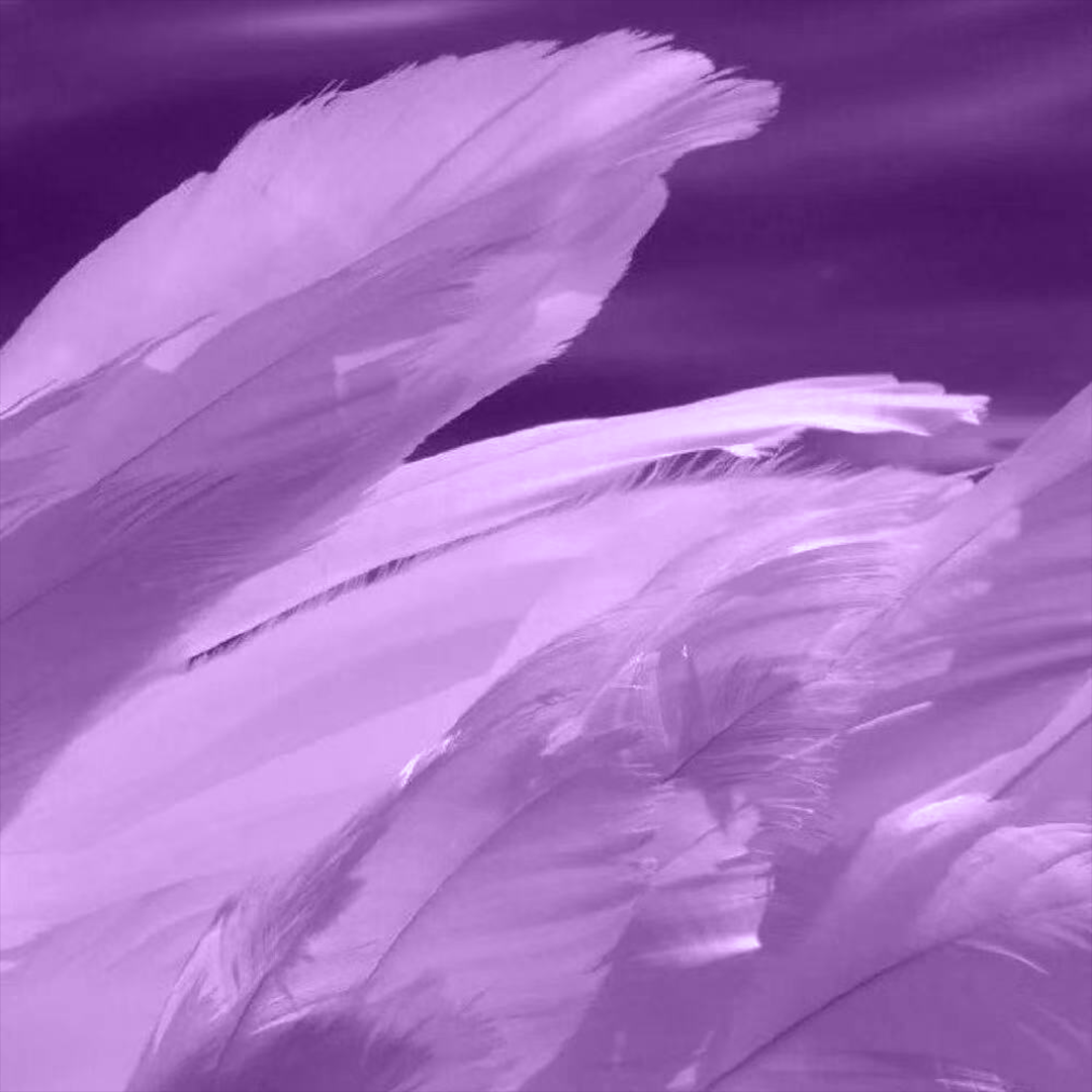 ''树荫LEAF''