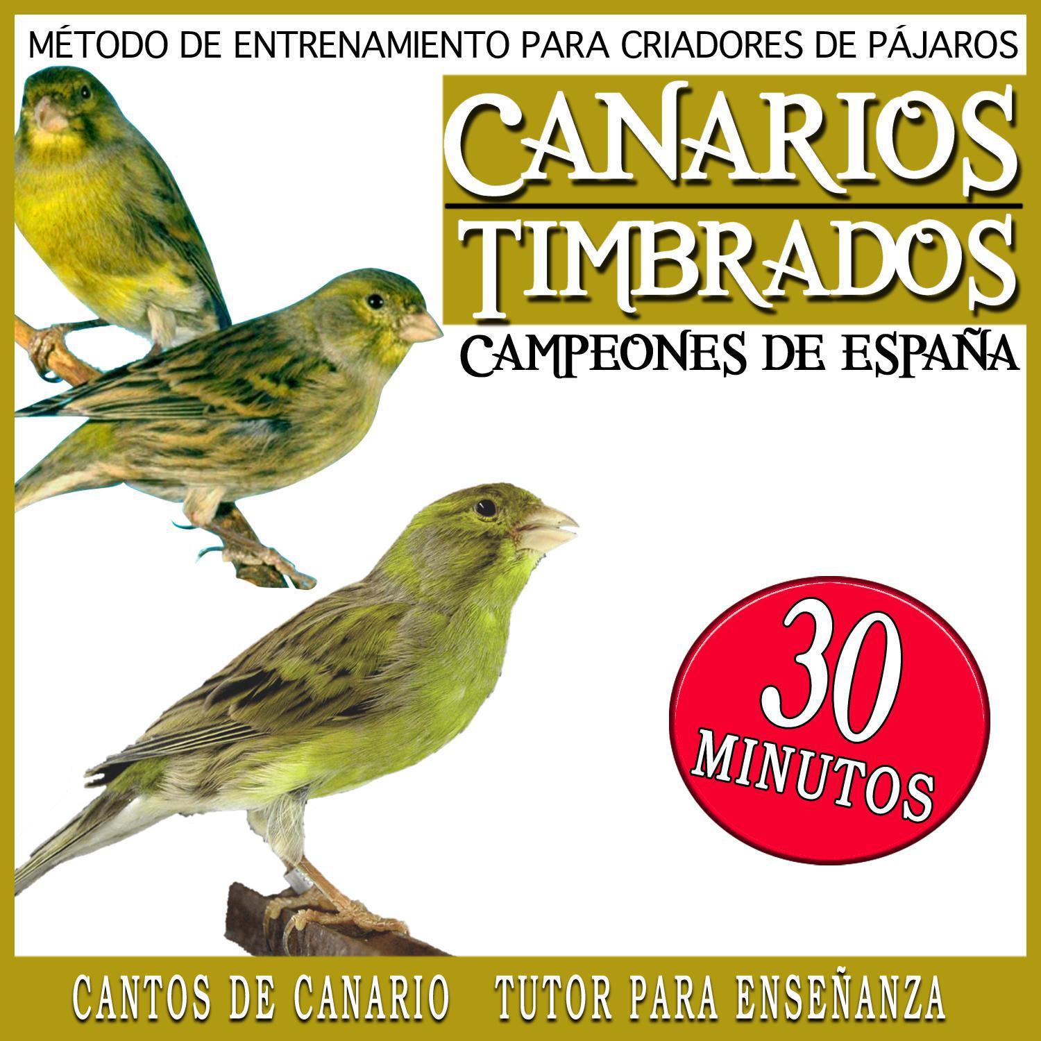 Training Method for Bird Breeders. Spanish Champions Timbrado Canaries For Young Canary专辑