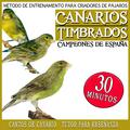 Training Method for Bird Breeders. Spanish Champions Timbrado Canaries For Young Canary