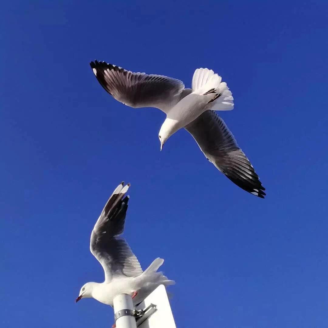 Rompasso-Angetenar（鹿Nero / 马思远Music remix）