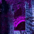 Purple Forest