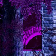 Purple Forest