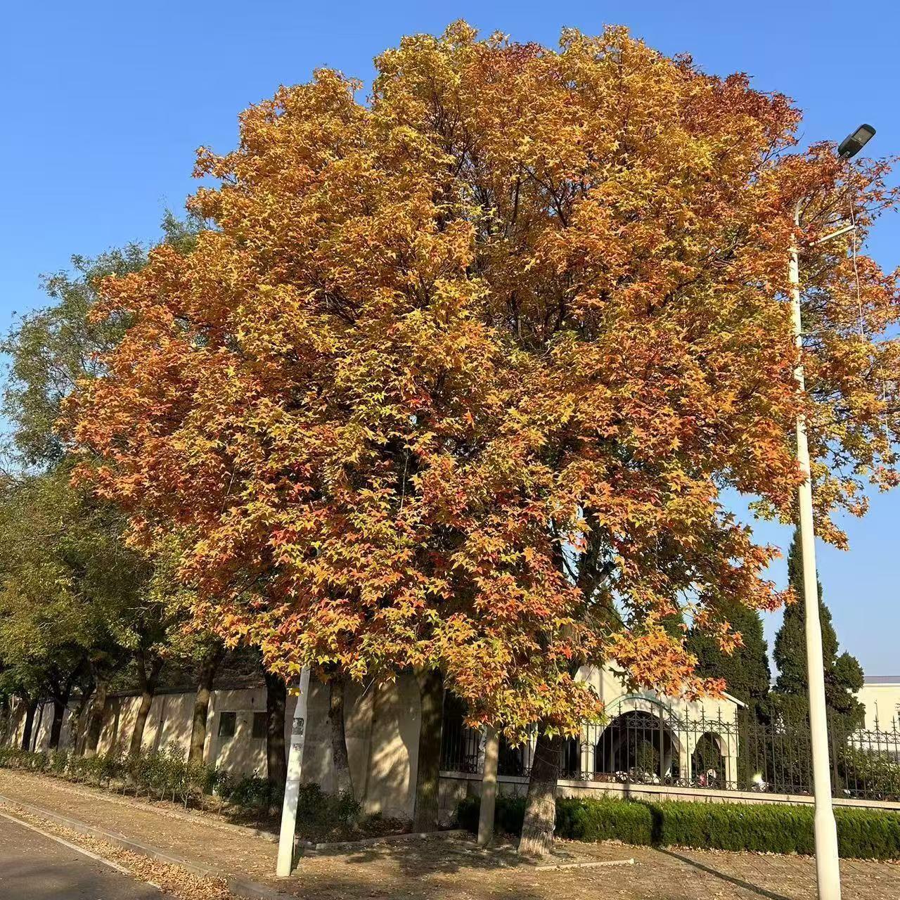 你若三冬来换我一场雪白（举手的想吃广东菜）