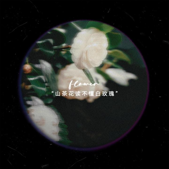 “山茶花读不懂白玫瑰 我也读不懂你”