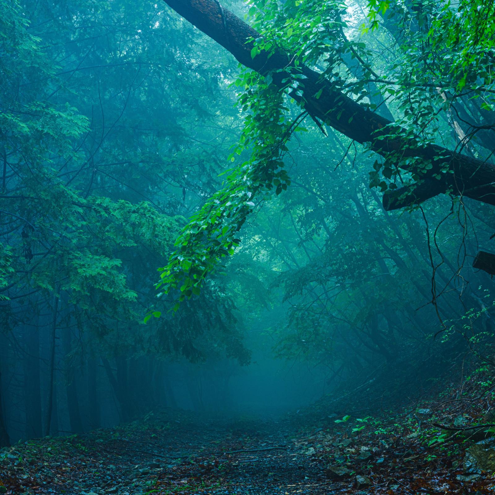 Misty forest (Piano Ver.)