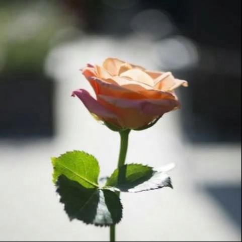 吹着晚风想起你