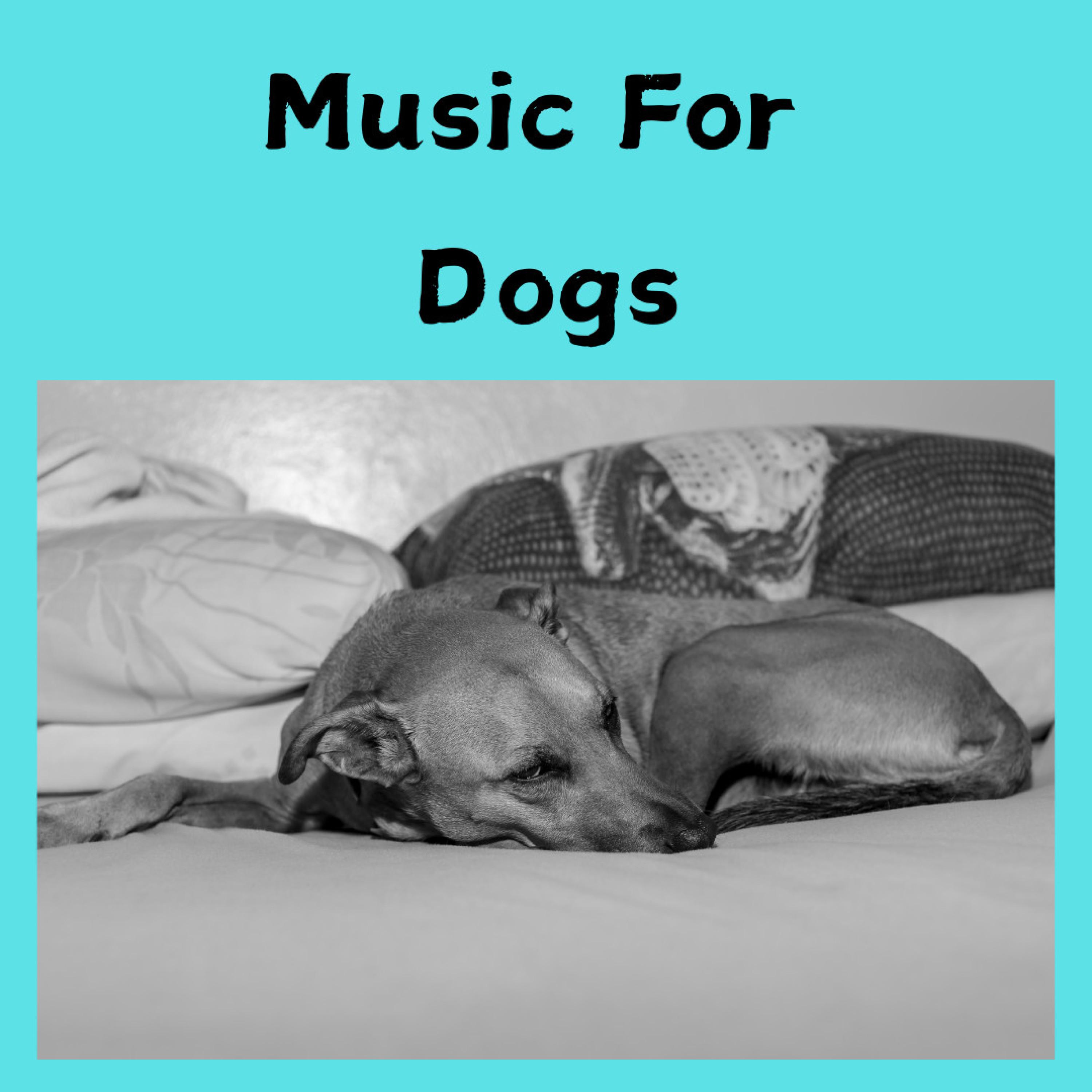 Music For Dogs - Paradise Sleep