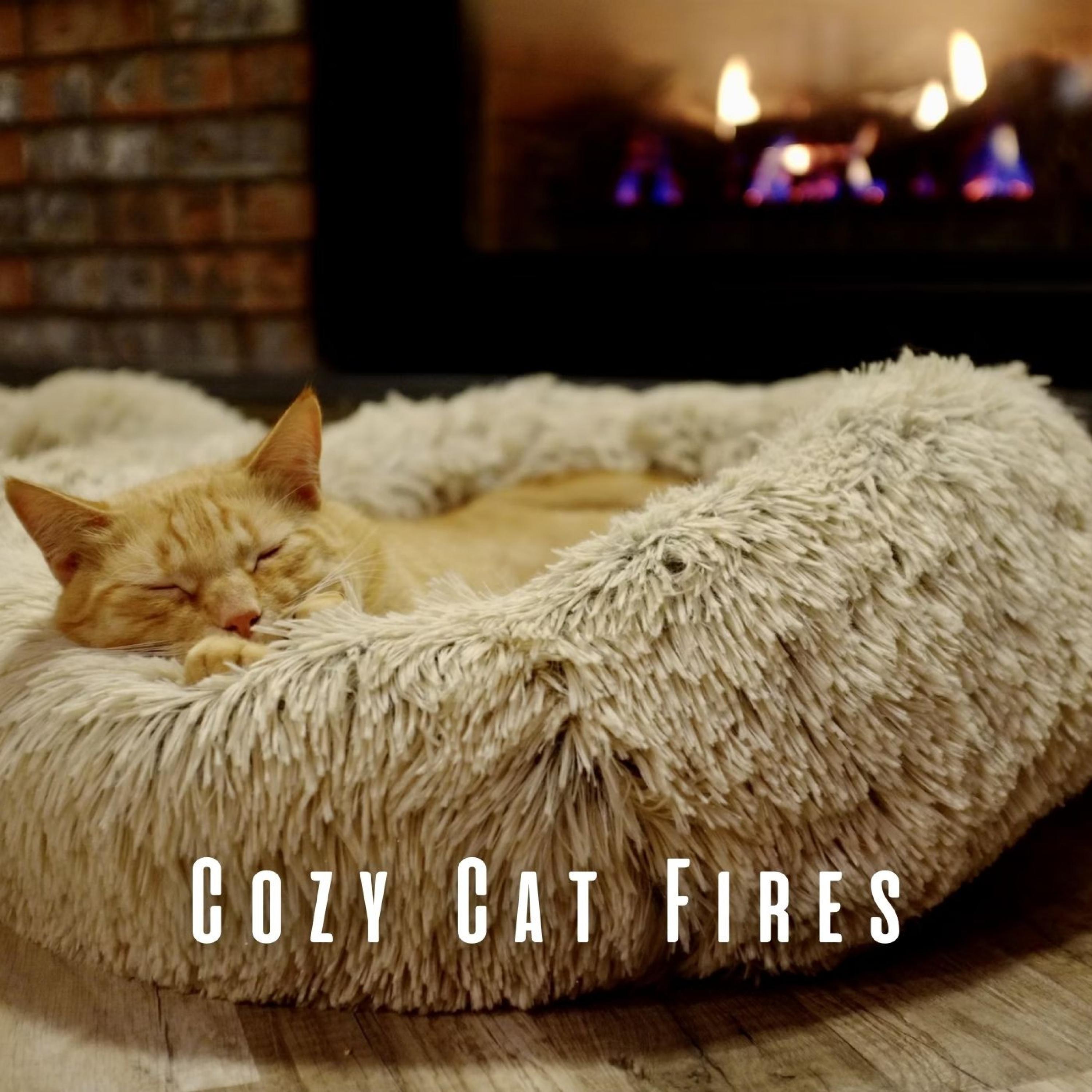 Fireplace Sounds - Cat's Delight in Gentle Ambient Tones
