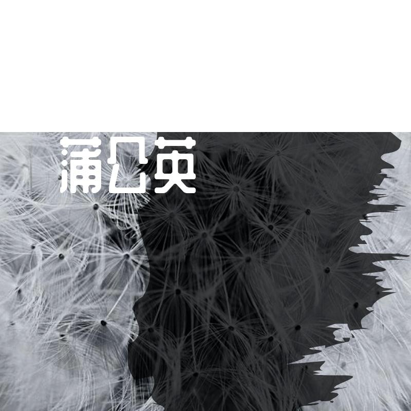 蒲公英