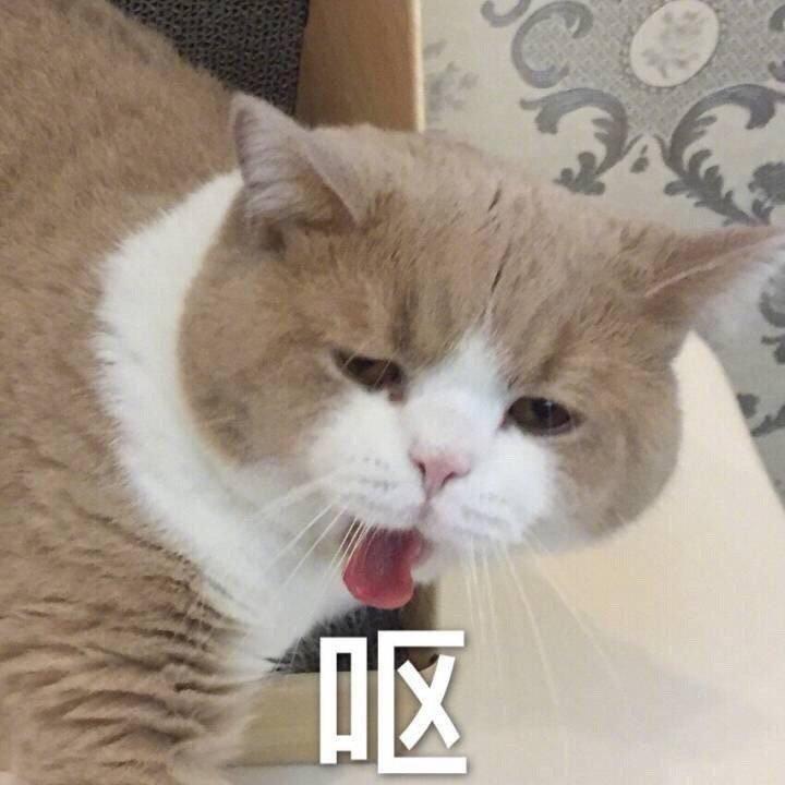 萌宠博主Freestyle
