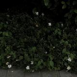 郭楚菲