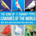 Canaries of the World. The Song of 11 Canary Types Russian, Ringing, Roller, Silvestre, Flute, Malin