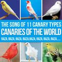 Canaries of the World. The Song of 11 Canary Types Russian, Ringing, Roller, Silvestre, Flute, Malin专辑