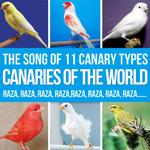 Canaries of the World. The Song of 11 Canary Types Russian, Ringing, Roller, Silvestre, Flute, Malin专辑