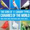 Canaries of the World. The Song of 11 Canary Types Russian, Ringing, Roller, Silvestre, Flute, Malin专辑