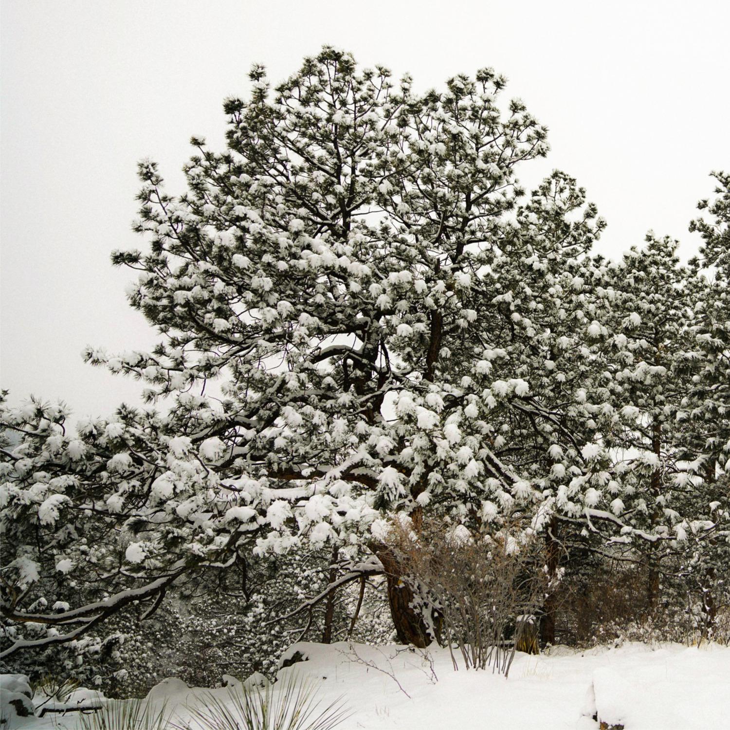 Mountain Snow