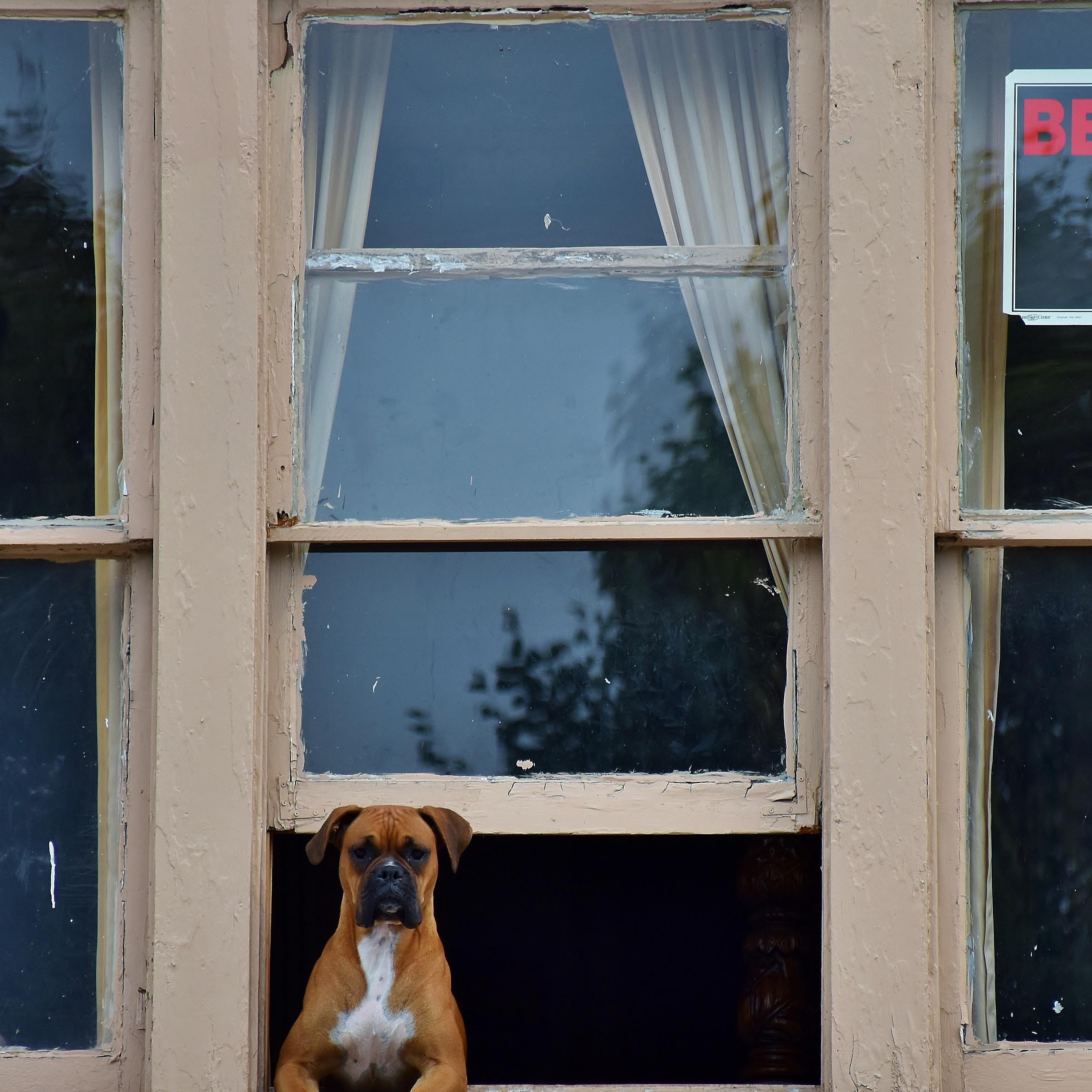 The Boxer