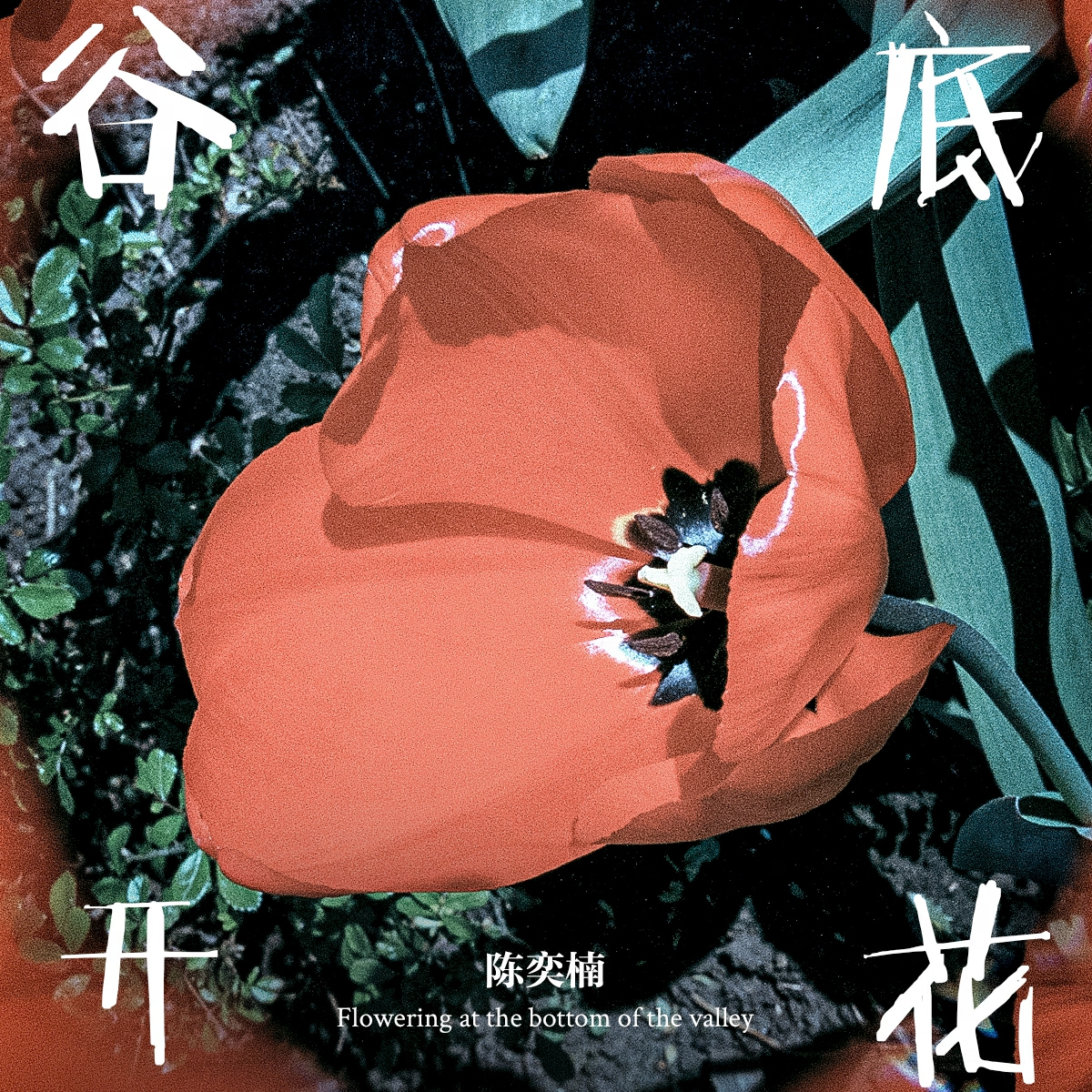 谷底开花